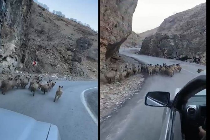 Hakkari Karayolunda Bekleyen Domuz Sürüsü Trafikte Ilginç Görüntülere Neden Oldu