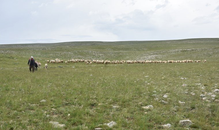 Çoban Bulamayan Köylüler, Hayvanlarını Satıyor