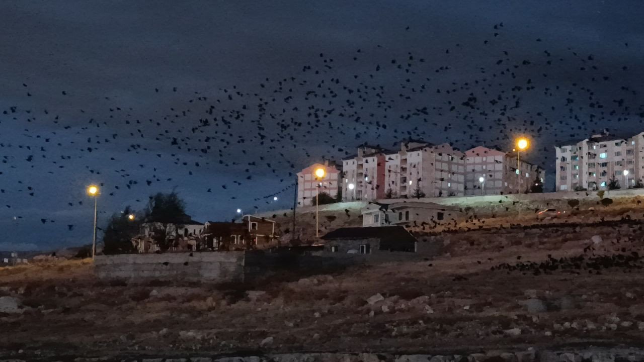 Van Semalarında Kargalar: Binlercesi Gökyüzünü Siyaha Bürüdü