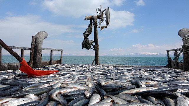 Van'ın İncisi Konserveleme Yolunda: İnci Kefali Sofraları Süsleyecek