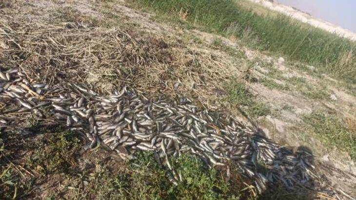Van'da balıklar susuzluktan ölüyor