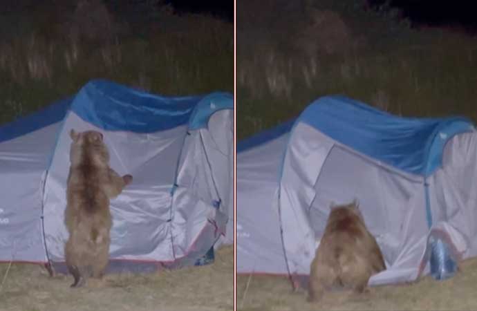 Ayılar kampçıların çadırlarına dadandı