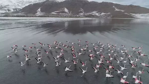 Van Gölü Havzası Flamingoları: Geleceğin Potansiyel Üreme Alanı Olabilir