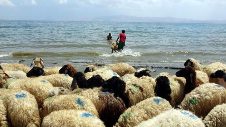 Koyunlar Van Gölü’nde serinleniyor