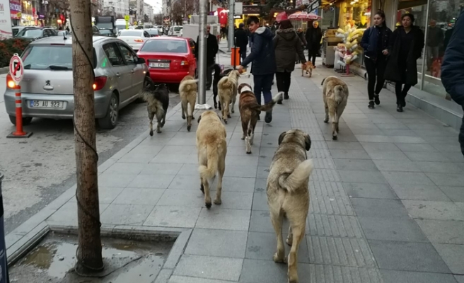 Köpek saldırıları korkutuyor 