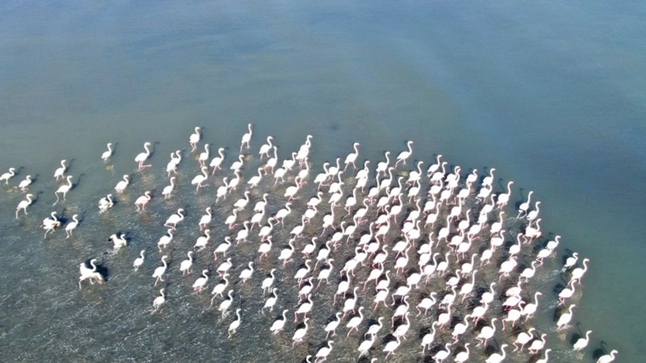 Van Gölü’nün Pembe Misafirleri: Flamingolar Van'a  Akın Etti