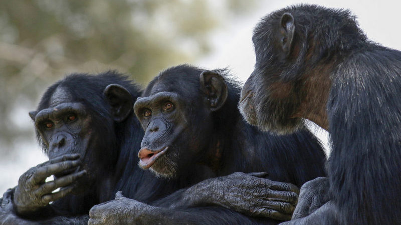 Şempanzeler iki sözcüklü minik cümleler kurabiliyor